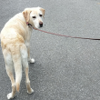 散歩する犬