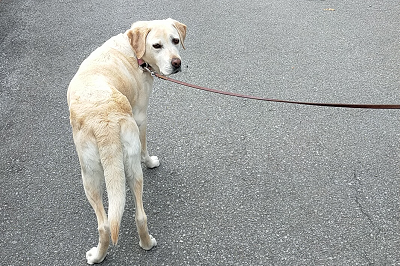 散歩する犬