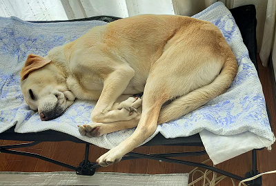 眠る犬