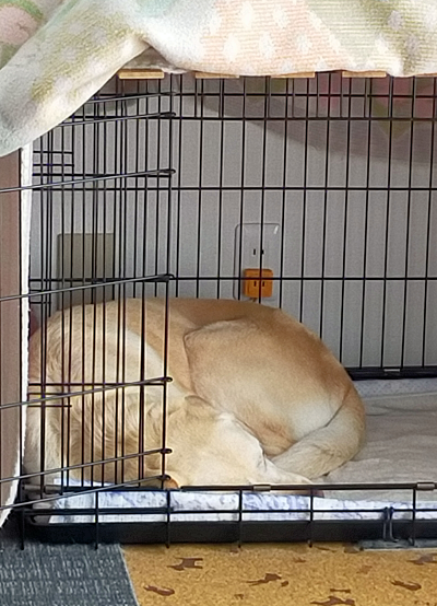 眠る犬