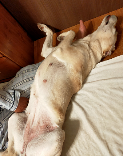 眠る犬