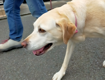 散歩する犬