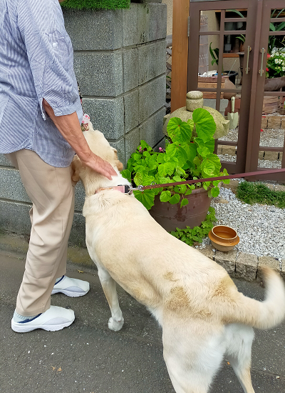 撫でられる犬