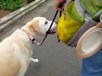 散歩する犬