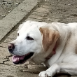 伏せる犬