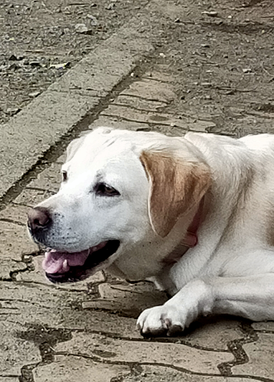 伏せる犬