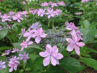 紫陽花