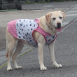 散歩する犬