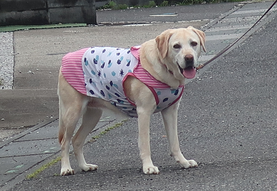 散歩する犬