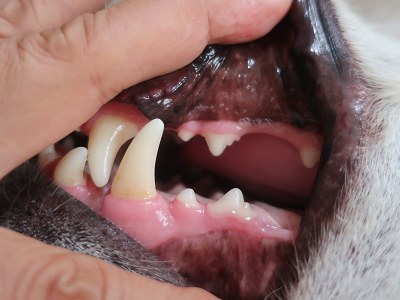 犬の歯の様子