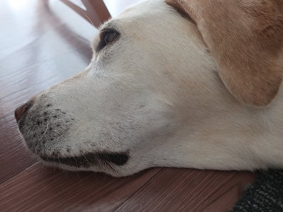 眠る犬