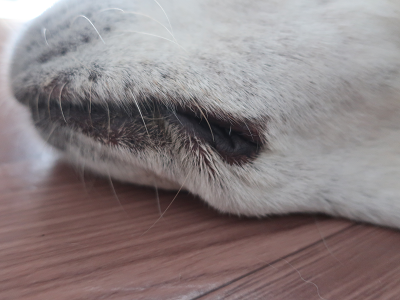 犬の口元