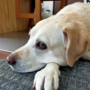 伏せる犬