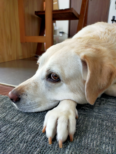 伏せる犬