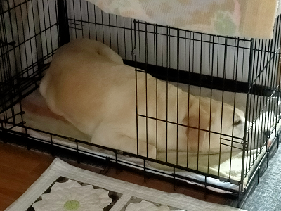 ケージで寝る犬