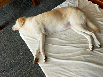 眠る犬