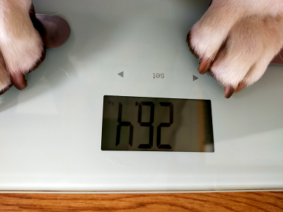 26.4㎏