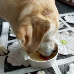犬に麦茶は大丈夫？ダイエット中の犬の水分補給にベストかも