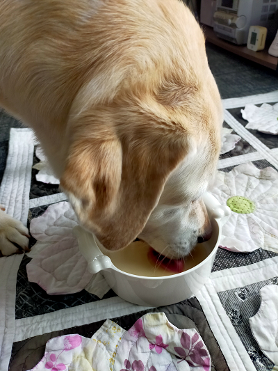 麦茶を飲む犬