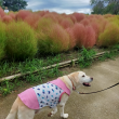 散歩する犬