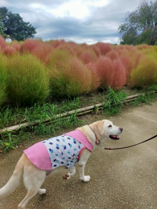 散歩する犬