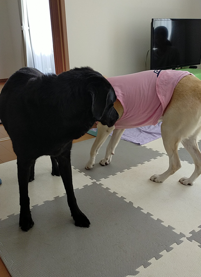 ツムギとウェルシー