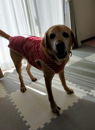 盲導犬引退犬