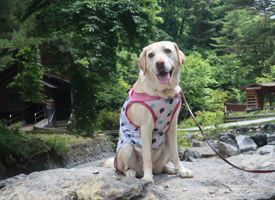 座る犬