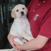 抱っこされる子犬
