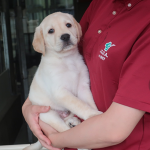 明日へ命を繋ぐ！盲導犬繁殖引退犬ウェルシーに孫が生まれました