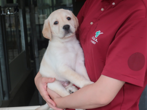 抱っこされる子犬