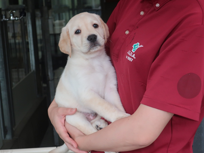 抱っこされる子犬