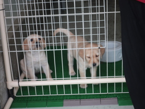 子犬