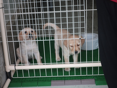 子犬