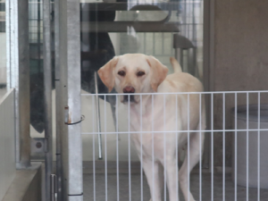 母犬