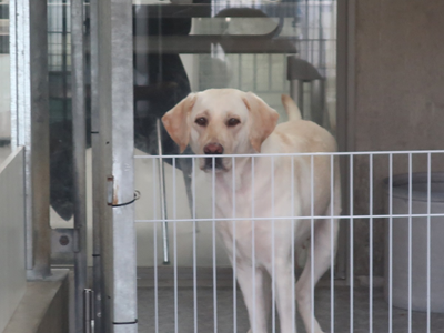 母犬