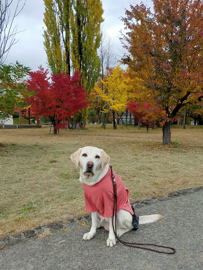 大池公園と犬