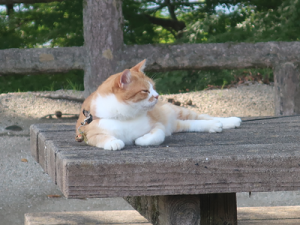 猫城主さんじゅうろー