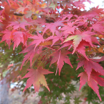 犬連れ富士河口湖紅葉まつり｜もみじ回廊から大池公園へ散策