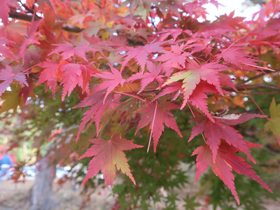 もみじ
