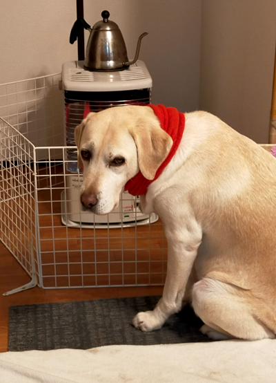 ストーブに当たる犬