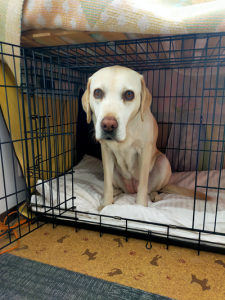 ケージの中で座る犬