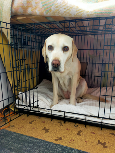 ケージの中で座る犬