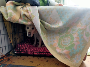 ケージに入っている犬