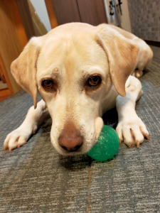 ボールで遊ぶ犬