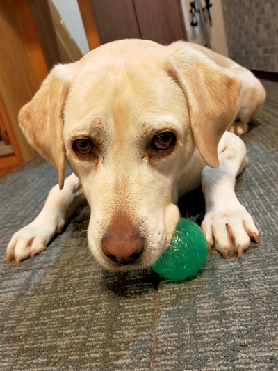 ボールで遊ぶ犬